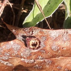 Polystepha symmetrica