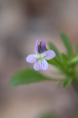 Viola bicolor