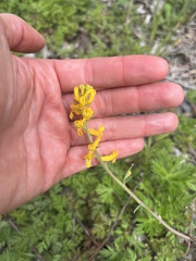 Corydalis micrantha texensis