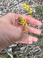 Corydalis micrantha texensis