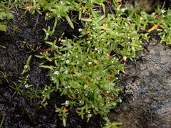 Plagiobothrys scouleri