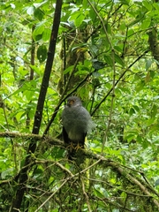 Micrastur ruficollis