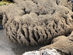 Phragmatopoma caudata