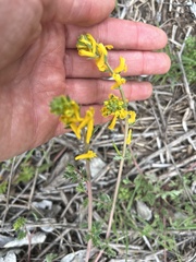 Corydalis micrantha texensis