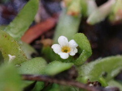 Plagiobothrys scouleri