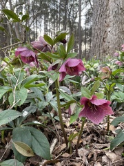 Helleborus orientalis