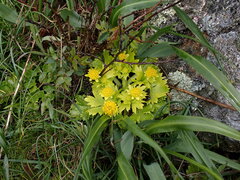Sanicula arctopoides