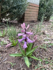 Hyacinthus orientalis