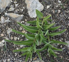Asclepias asperula