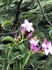 Cryptostegia madagascariensis