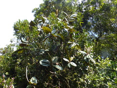 Merianieae