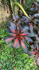 Coleus scutellarioides