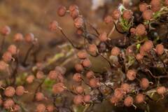 Cribraria cancellata