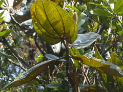 Merianieae