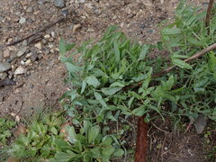 Lomatium nudicaule