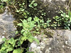 Dichrocephala integrifolia