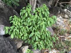 Hippomane mancinella