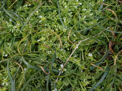 Limnanthes macounii