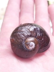 Wainuia