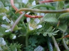 Limnanthes macounii