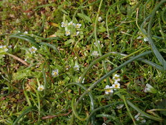 Plagiobothrys scouleri