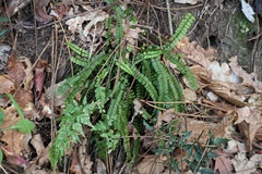 Asplenium trichomanes