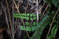 Asplenium trichomanes