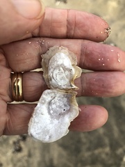 Isognomon