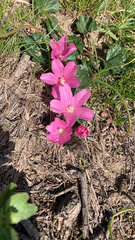 Sidalcea malviflora