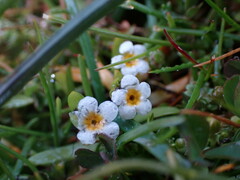 Plagiobothrys scouleri