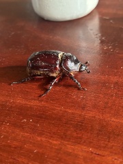 Strategus aloeus