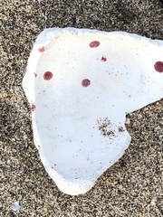 Homotrema rubrum