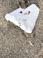 Homotrema rubrum