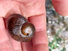 Wainuia