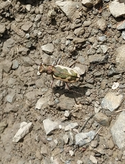 Neocicindela latecincta