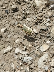 Neocicindela latecincta