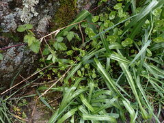 Claytonia perfoliata