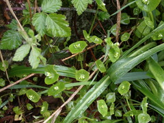 Claytonia perfoliata