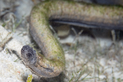 Hydrophis caerulescens