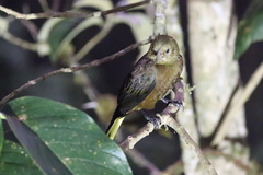 Psarocolius angustifrons