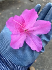 Rhododendron ponticum