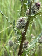 Cirsium osterhoutii