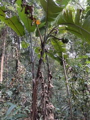 Musa balbisiana