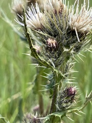 Cirsium osterhoutii