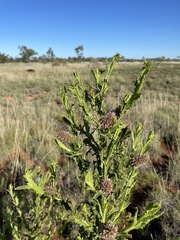 Pterocaulon serrulatum