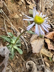 Erigeron pulchellus