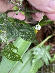 Solanum nigrescens