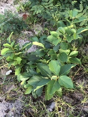 Cordia dichotoma