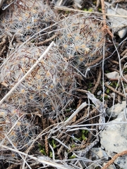 Mammillaria prolifera