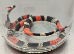 Micrurus ibiboboca